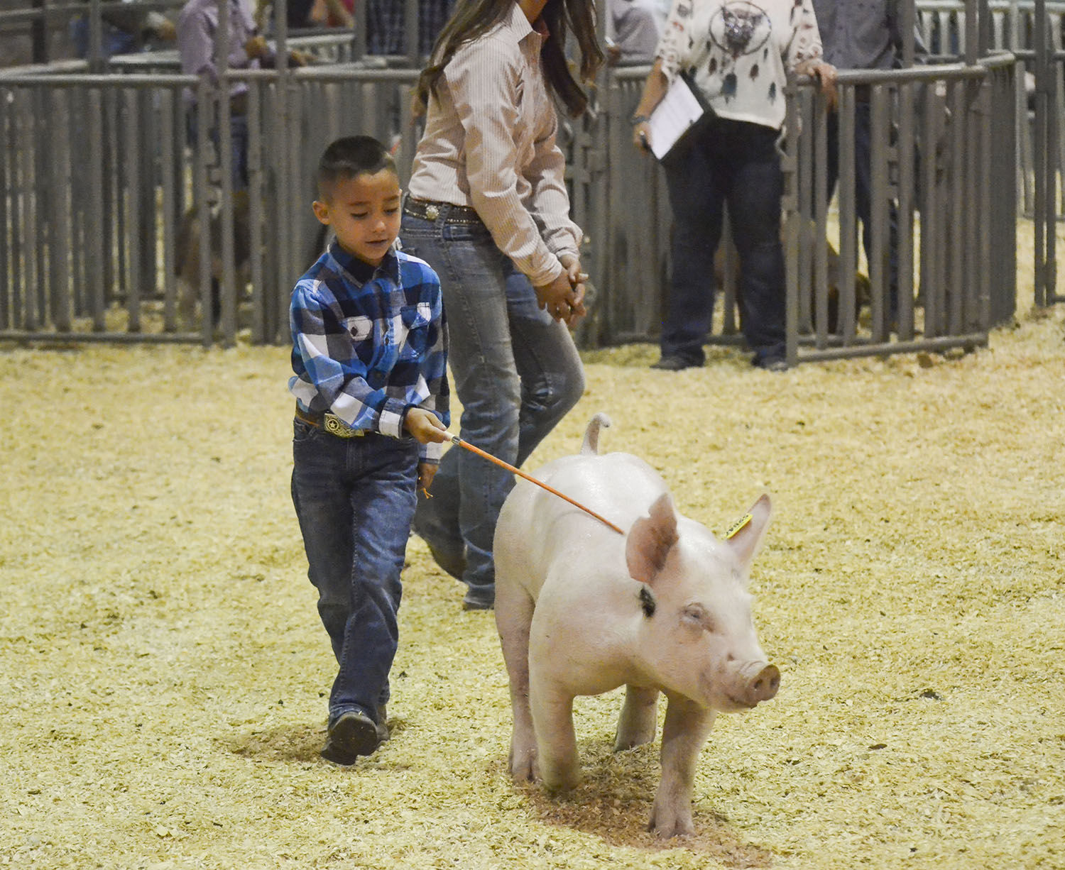 county fair swine show evan trujillo.jpg